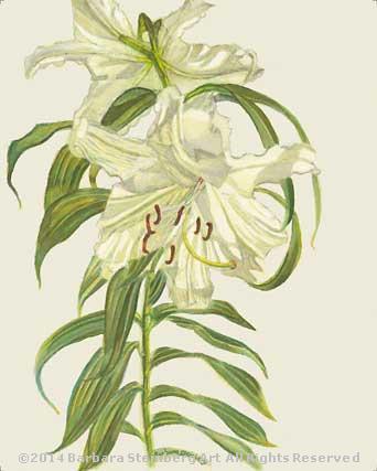 garden-lily