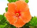 HAWAII STATE FLOWER HIBISCUS